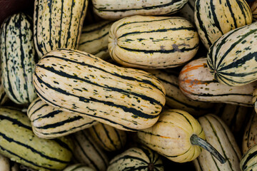 Close-up of a pile of striped delicata squash in varied hues