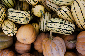 Striped delicata squash mixed with ribbed heirloom pumpkins