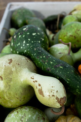 Close-up of green spotted ornamental gourds in a bin