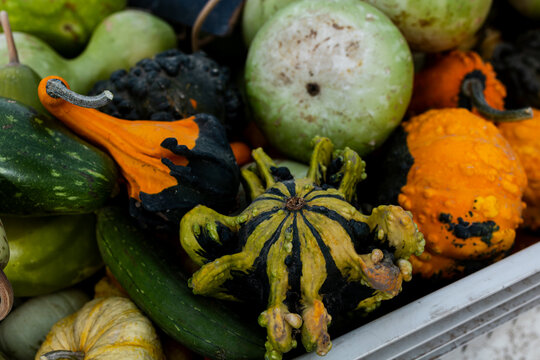 Colorful ornamental gourds in a farm crate in Washington