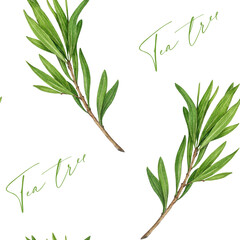 Tea tree branch with leaves seamless pattern. Watercolor illustration. Melaleuca alternifolia vintage style decor element. Tea tree leaves on white background. Medicinal aroma scented medicinal plant.