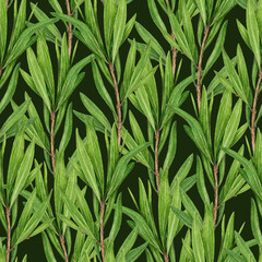 Tea tree branch seamless pattern watercolor illustration. Melaleuca alternifolia vintage style decor element. Tea tree leaves on dark background. Medicinal aroma scented medicinal plant decoration