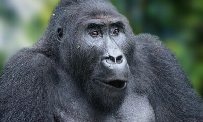 Fototapeta premium Critically Endangered Cross River Gorilla in Tropical Forest