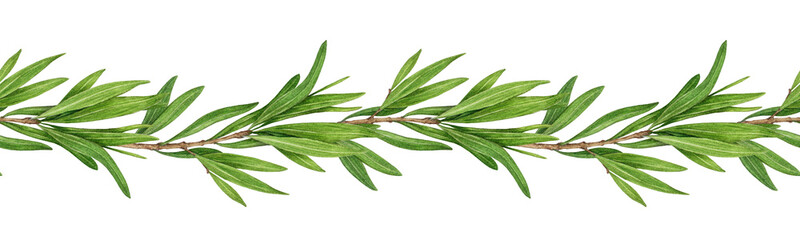 Tea tree medicinal plant seamless border watercolor botanical illustration. Melaleuca alternifolia vintage style decor. Tea tree branch border with green leaves. Medicinal aroma scented plant element
