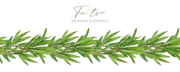 Tea tree plant seamless border watercolor botanical illustration. Melaleuca alternifolia essential herb illustration. Tea tree branch border with green leaves. Medicinal aroma scented plant element