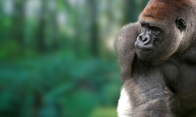 Critically Endangered Cross River Gorilla in Tropical Forest
