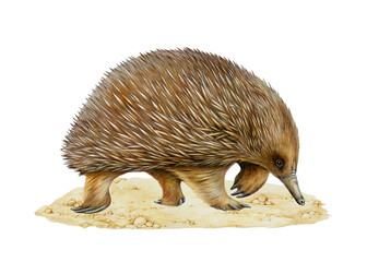 Echidna Australian native animal standing on the ground side view. Cute hand drawn echidna vintage style painted watercolor illustration. Tachyglossidae Australia endemic mammal on white background