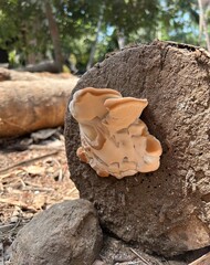 Cream and Brown Mushroom on Wooden Surface in Forest — Close-Up