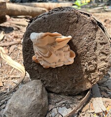Mushroom Growing on Wooden Log in Natural Outdoor Forest Setting