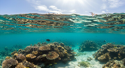 Obraz premium Vibrant underwater scene showcasing coral reef and diverse marine life ecosystem