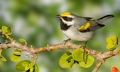 Golden-Winged Warbler Perched on Branch