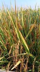 The rice plants in the field are starting to turn yellow. The rice grains are visible and almost ready for harvest.
