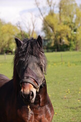 Obraz premium Horse with a brown face and a black mane is standing in a field
