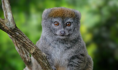 Critically Endangered Greater Bamboo Lemur in Madagascar Forest