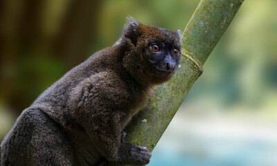 Critically Endangered Greater Bamboo Lemur in Madagascar Forest
