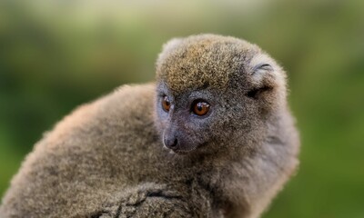 Critically Endangered Greater Bamboo Lemur in Madagascar Forest