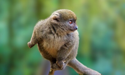 Critically Endangered Greater Bamboo Lemur in Madagascar Forest