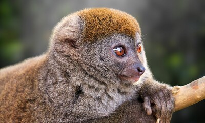 Critically Endangered Greater Bamboo Lemur in Madagascar Forest