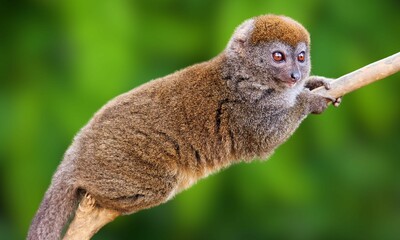 Critically Endangered Greater Bamboo Lemur in Madagascar Forest