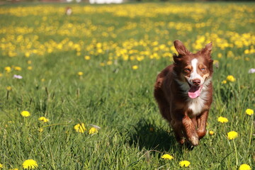 Brown and white dog runs through a field of yellow flowers