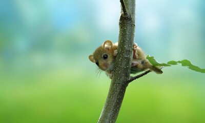 Endangered Hazel Dormouse in Natural Habitat