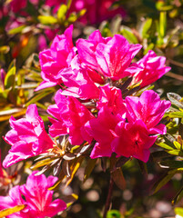 A bunch of pink flowers with green leaves