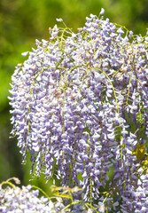 A tree with purple flowers is in full bloom