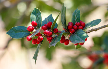 A branch of red berries with green leaves