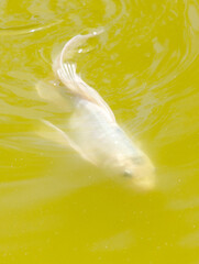 A fish is swimming in a green body of water