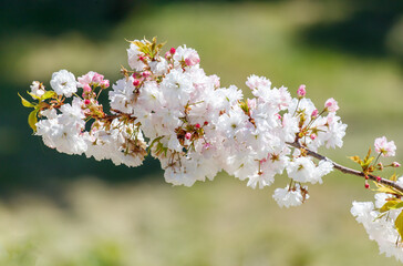 A branch of white flowers with pink tips