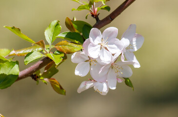 A tree branch with a few white flowers on it