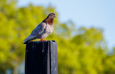 A pigeon is perched on a black pole
