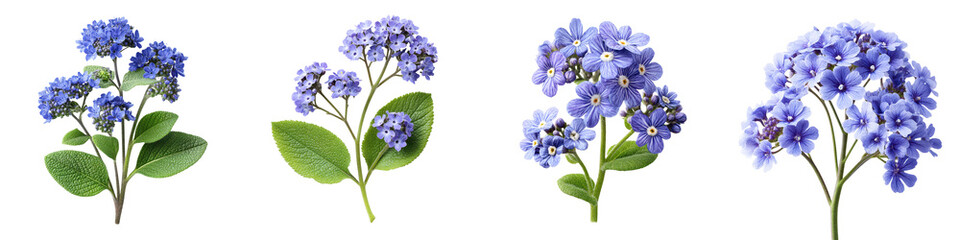 Obraz premium A cluster of beautiful fully bloomed hydrangea flowers in shades of blue and purple set against a backdrop of green leaves in a natural serene environment