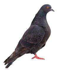 A black pigeon stands on a white background