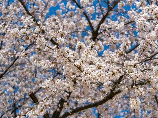 満開に花が咲いたソメイヨシノ