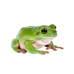 Obraz premium Green-eyed and red-eyed tree frogs, small tropical amphibians, isolated closeup