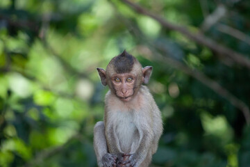 可愛いサル