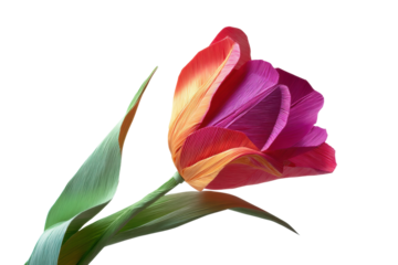 PNG Vibrant multicolored tulip on black background with woven texture detail