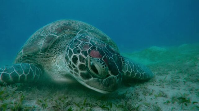 Portrait of Sea turtle grazing on the seabed in the evening light, Slow motion of Great Green Sea Turtle, Chelonia mydas on the bottom eats Smooth ribbon seagrass, Cymodocea rotundata