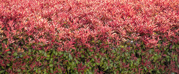 photinia hedge with these red shoots