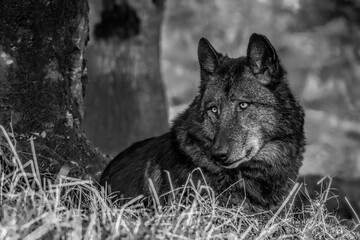 black wolves in the forest