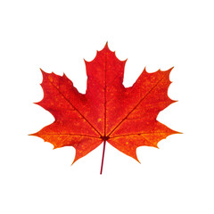 Fototapeta premium Isolated against a white backdrop, a vibrant red maple leaf showcases the beauty of the autumn season