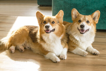 Two adorable friendly welsh corgi dogs with perky ears lying on the floor and looking up with happy faces.
