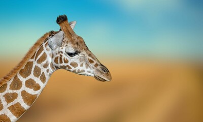 Rare Nubian Giraffe Face with Blurred Background