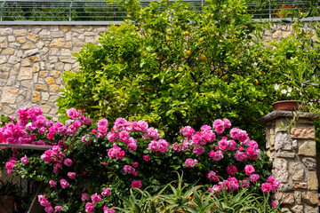 Mediterranean garden with lemon trees, flowering rose bushes with pink blossoms and aloe vera plants.In the background a stone wall.