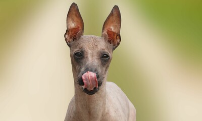 Peruvian Inca Orchid Dog Outdoors