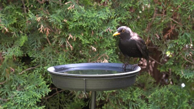 blackbird drinks water in the garden