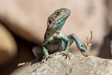 Red Barred Dragon  