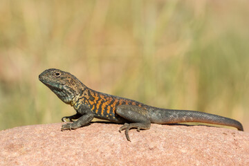 Australian Red Barred Dragon