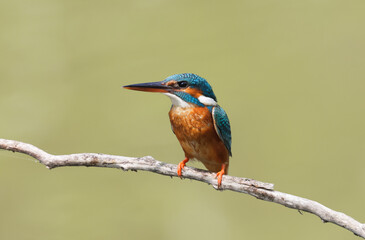 Fototapeta premium Colorful kingfisher perched on branch against soft green background.
